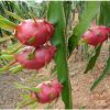 RED-DRAGON-FRUIT-JUICE-PUREE-Pitahaya-fructul-dragonului-pitaya2