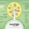 Moringa-Oleifera1