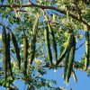 moringa-oleifera-tree